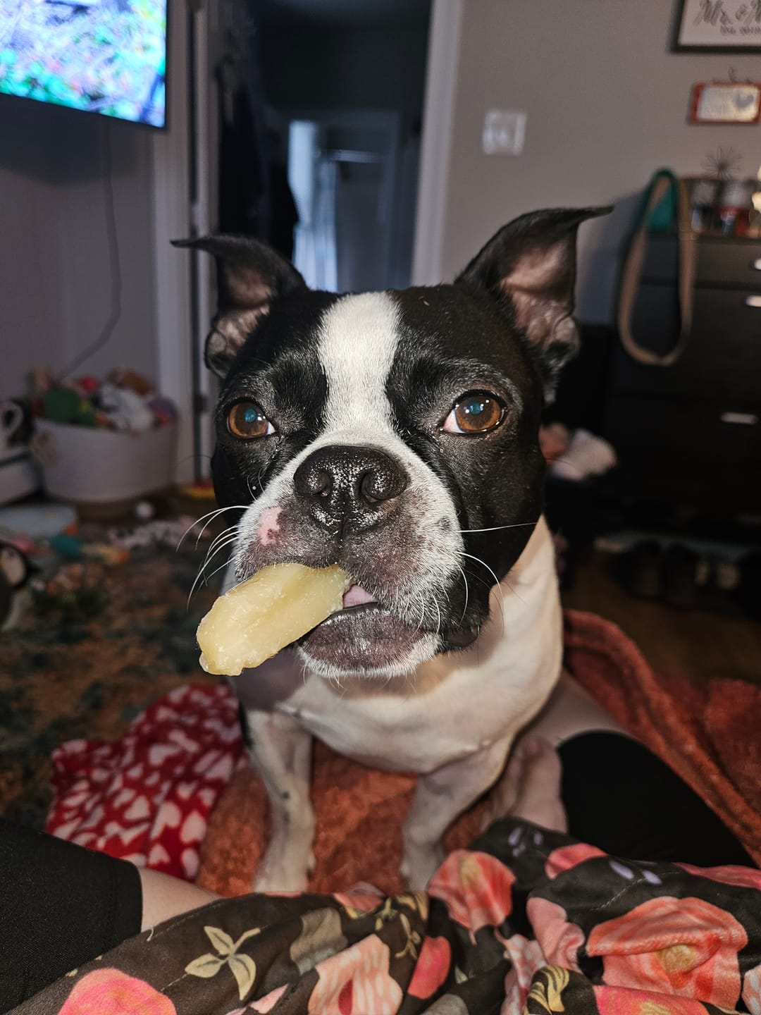Customer photo review of Coconut Yak Chews