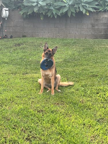 Customer photo review of Rogz RFO Fetch Flying Toy