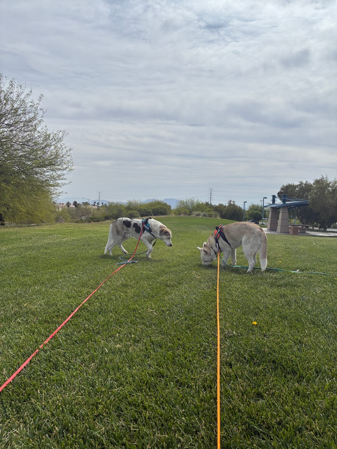 Customer photo review of Biothane Long Line with Detachable Handle
