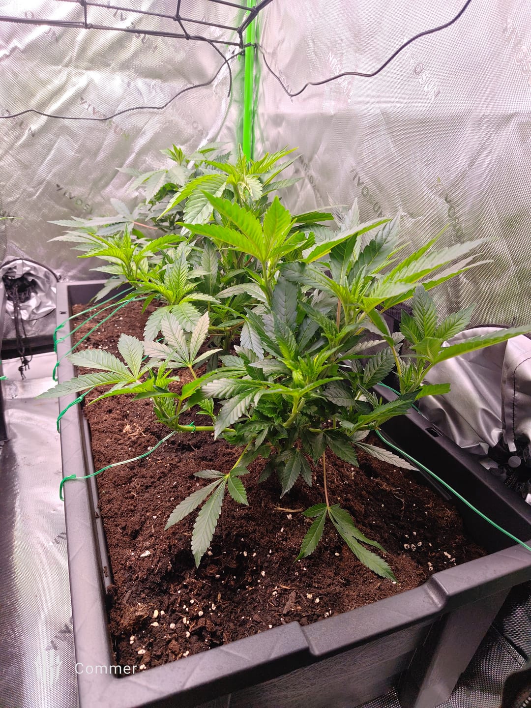 Customer photo review of Hanfstecklinge | Blackberry Moonrock