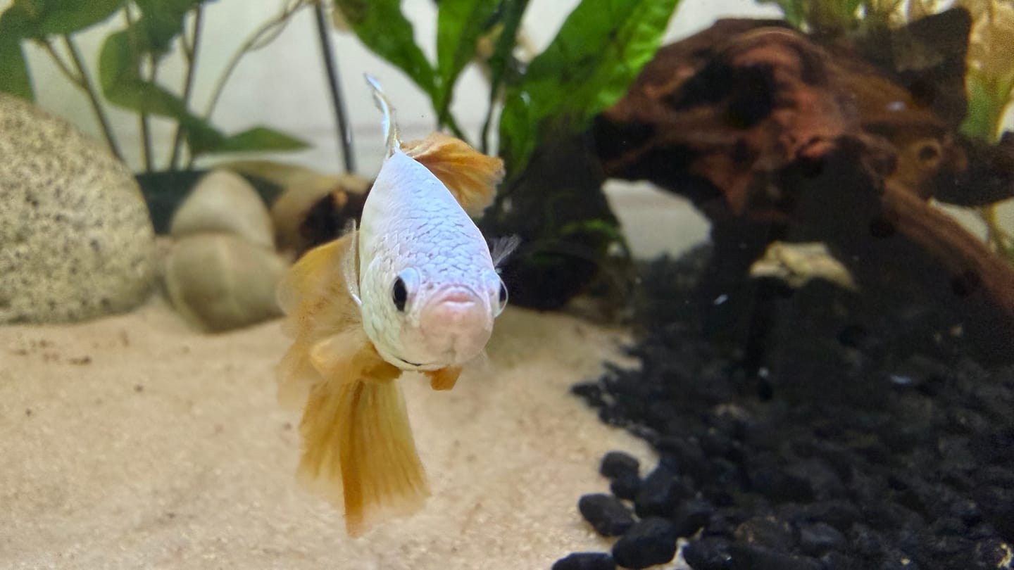 Customer photo review of Yellow Dragon Halfmoon Male Betta Fish