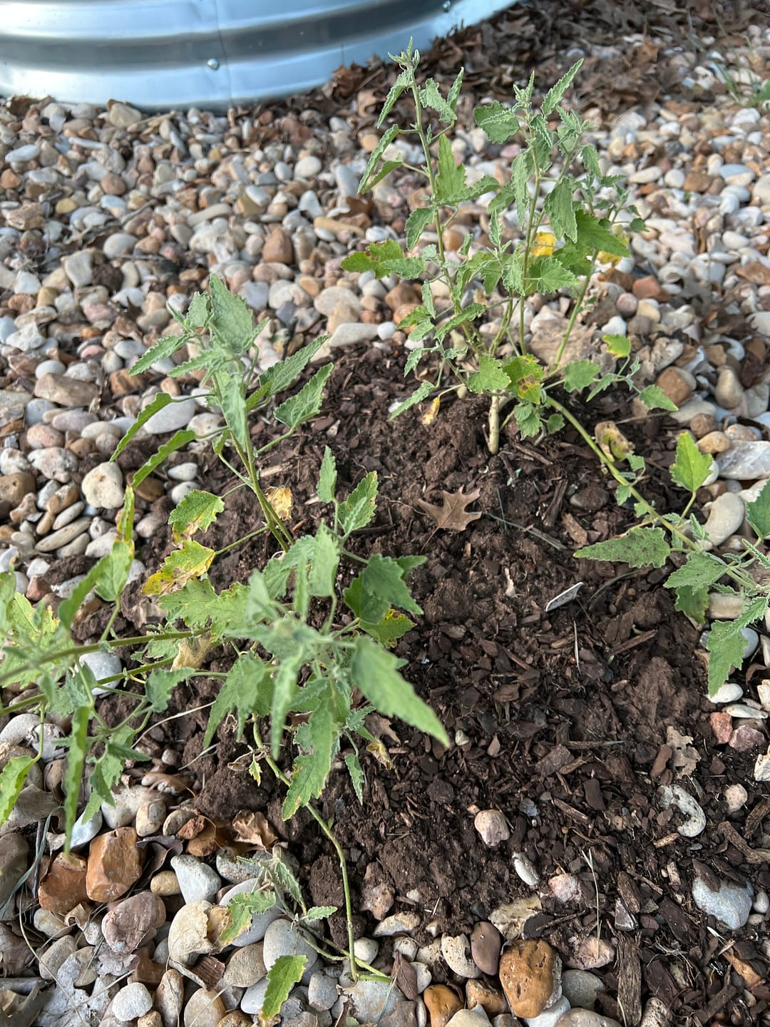 Customer photo review of Apricot Desert Mallow