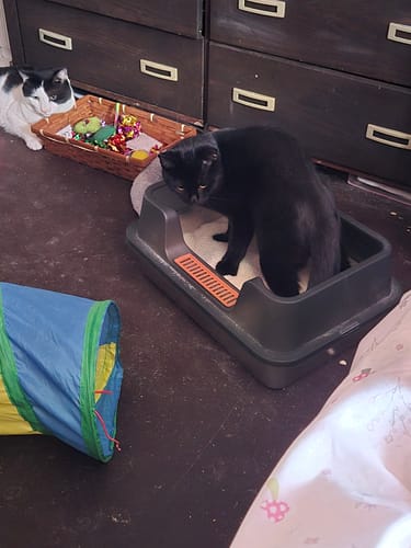 Customer photo review of 1 Month Supply - 5 Cats
