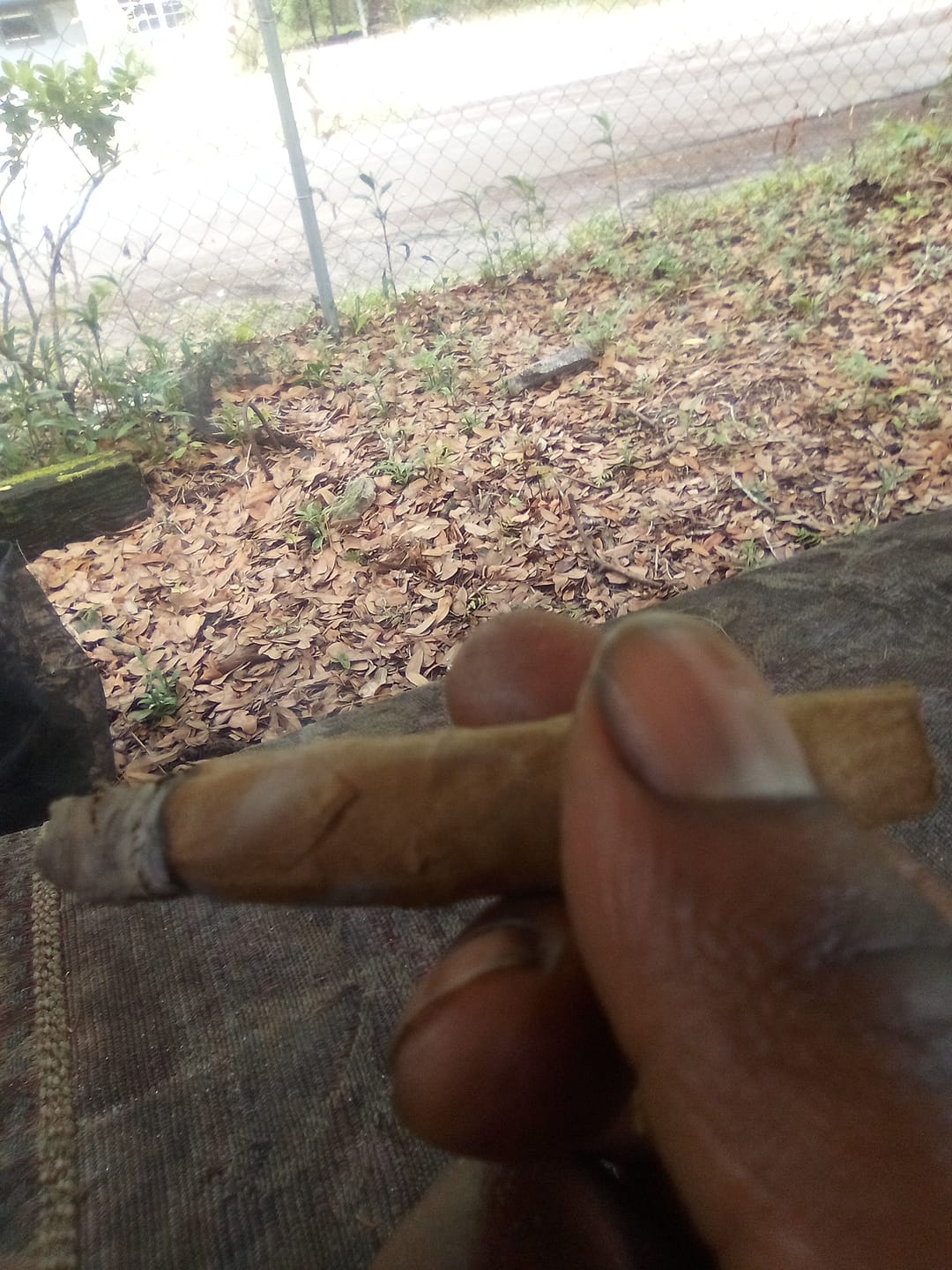 Customer photo review of Maui Wowie Minis - Bulk Minis - Sativa