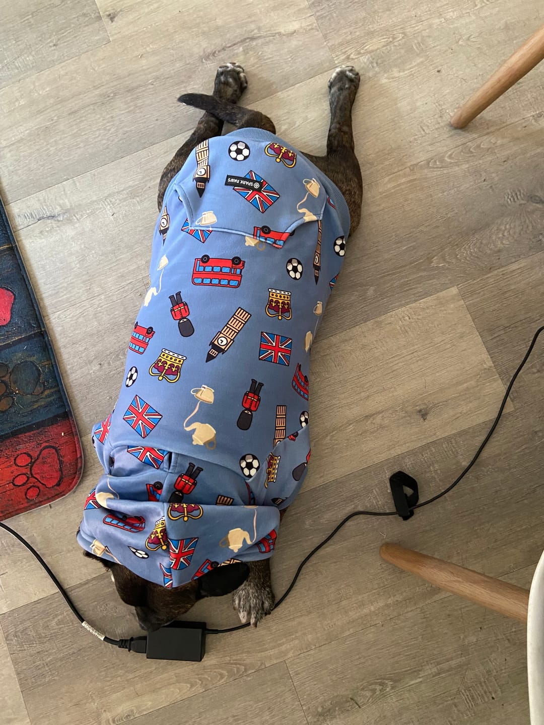 Customer photo review of The UK Dog Hoodie