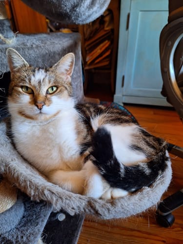 Le chat d'un client, l'air content et en bonne santé, se prélasse dans son panier après avoir adoré les croquettes.