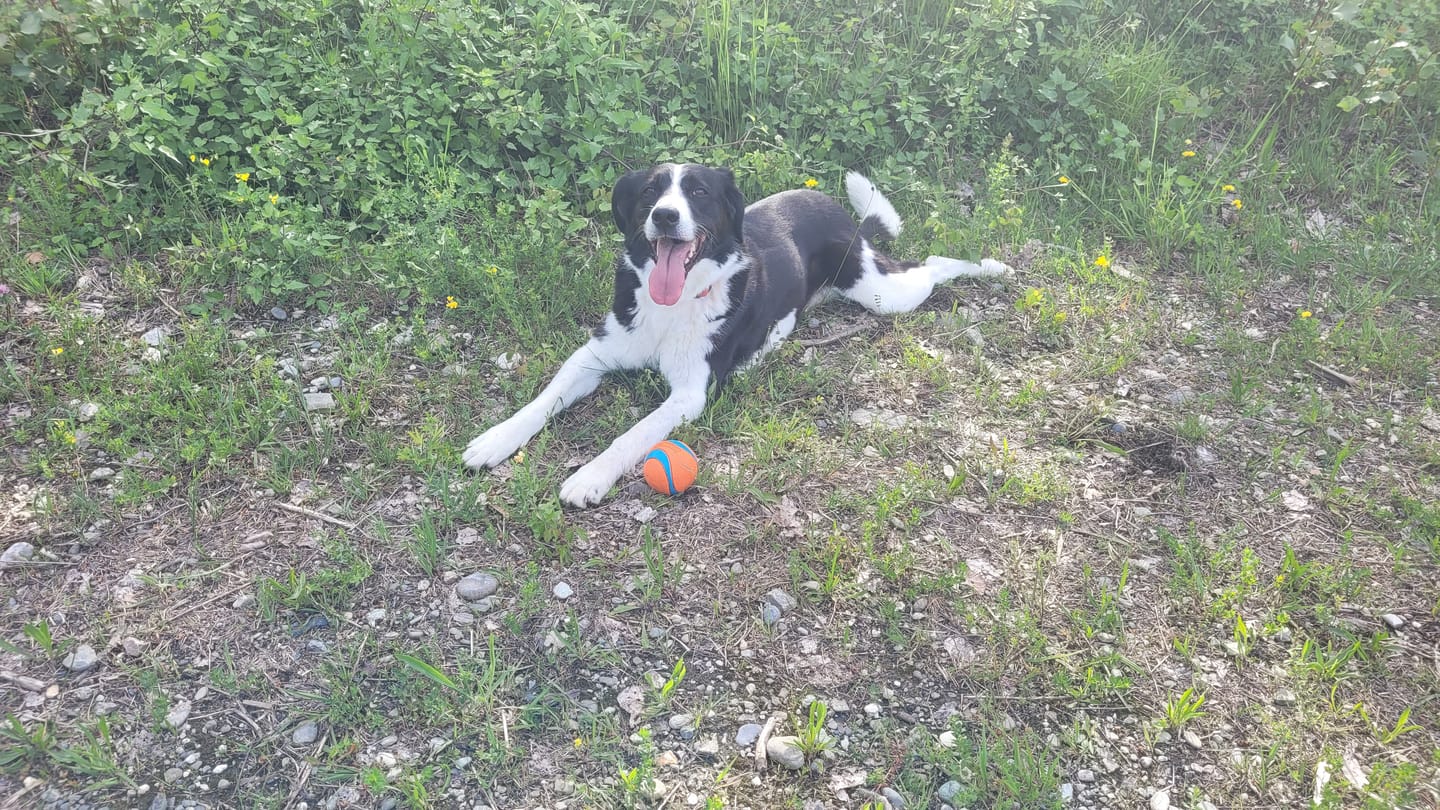 Customer photo review of Croquettes Volaille & Légumes - Chien Sénior