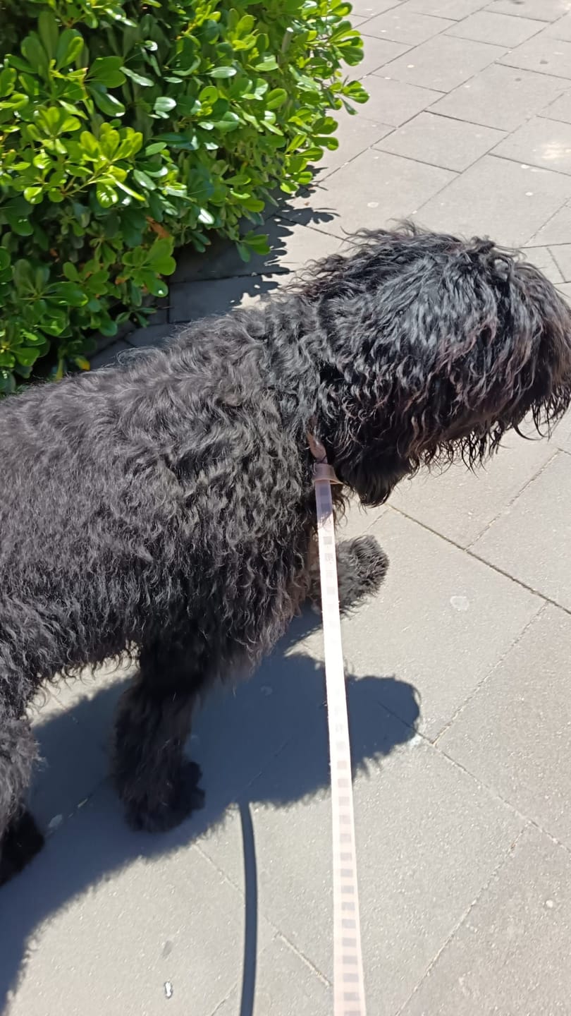 Customer photo review of Grain Free Giant Puppy