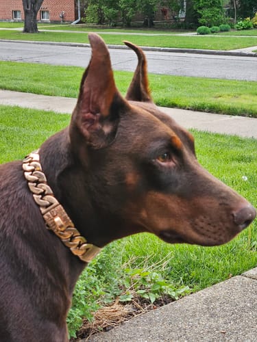 Customer photo review of Warranty Return / Repair. - 9802.00.50 / Dog Collar - 4201.00.3000