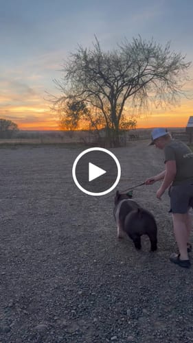 Customer video review of OptiWize Collagen +Plus Livestock Joint Supplement