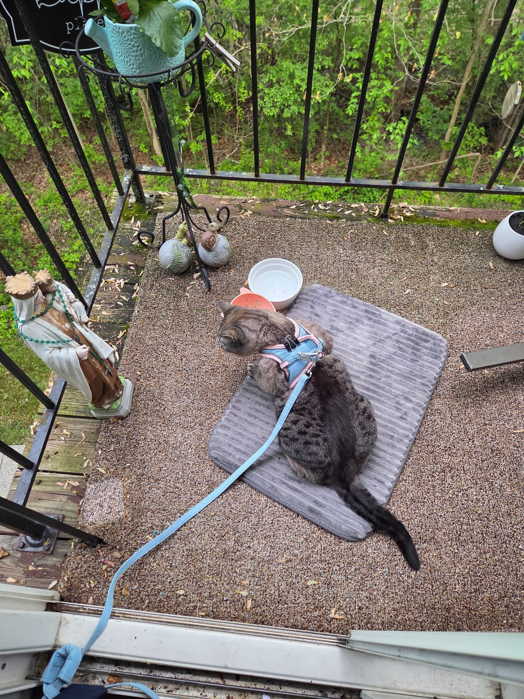 Customer photo review of Escape-Proof Cat Harness + Leash