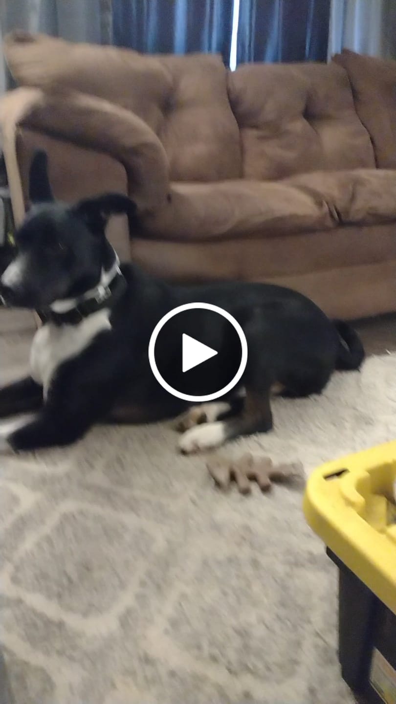 Customer video review of Black Bully Proof Collar