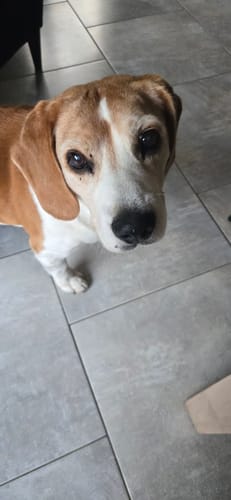 Avis d'un client : son beagle âgé, qui prend le Complément articulations, regarde la caméra.