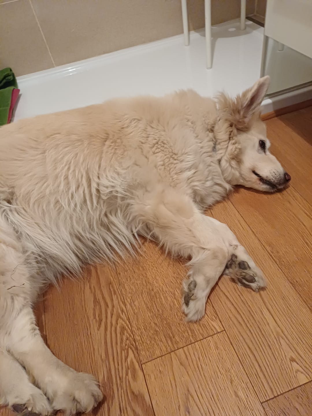Customer photo review of THERZYME ACUTE - Enzimi Pancreatici Naturali per Cani e Gatti