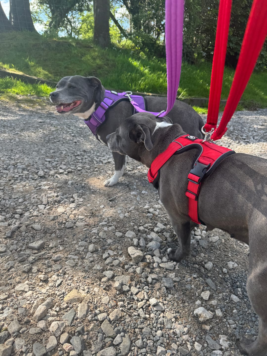 Customer photo review of Training Double Ended Dog Lead | 2m Length -  Red