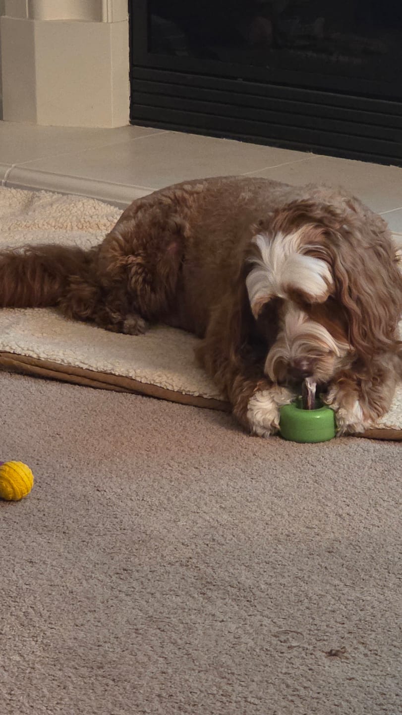 Customer photo review of 6 Inch Thick Bully Stick
