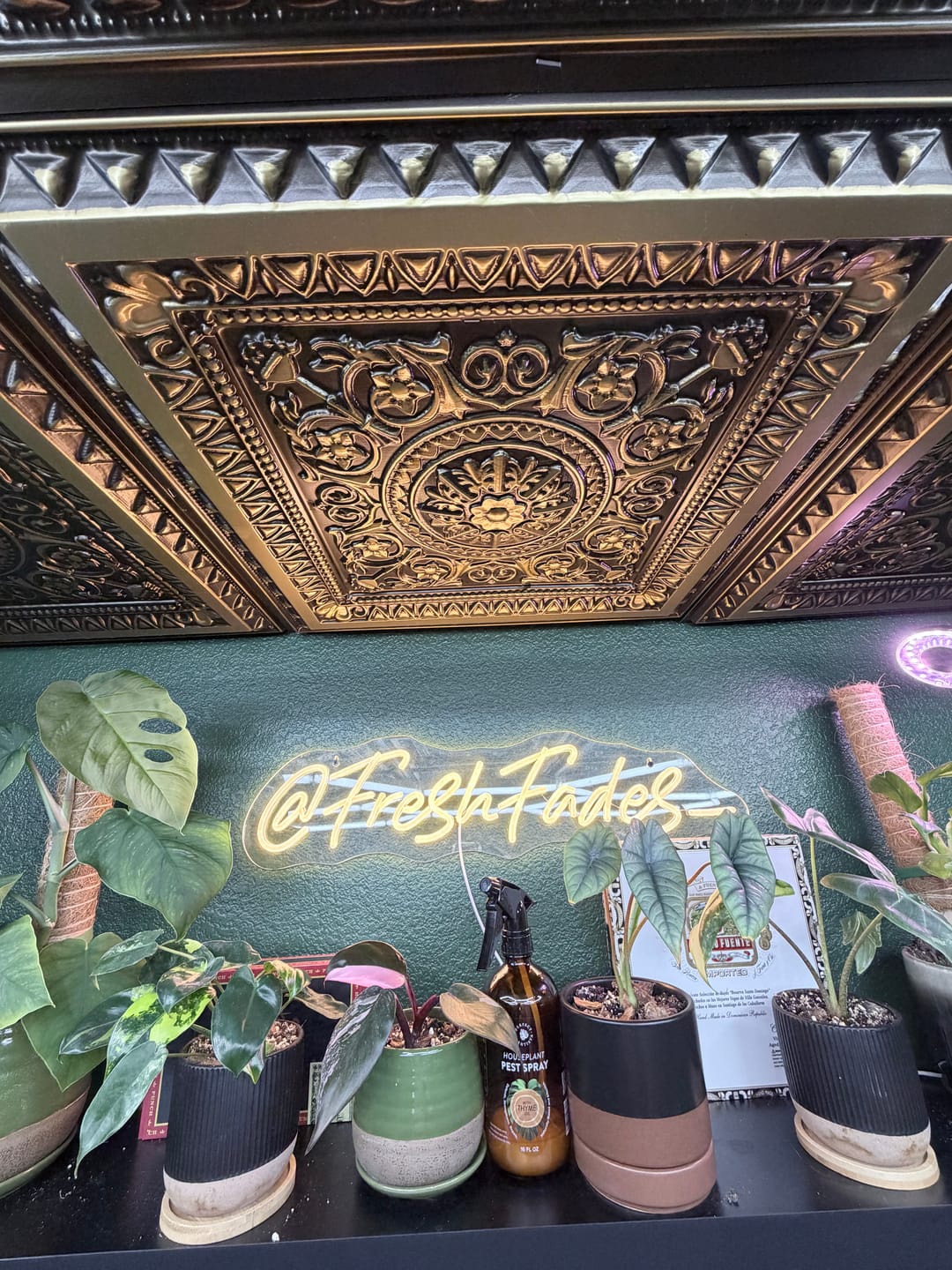 Customer photo review of Houseplant Pest Spray