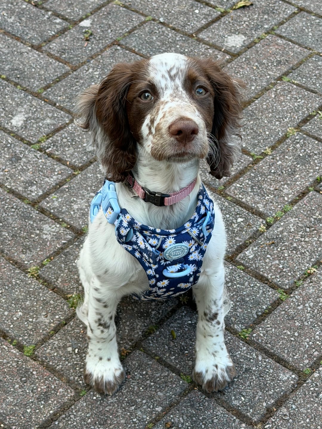 Customer photo review of Daisy Dog Harness - Colour Drops - Loves me, Loves me not