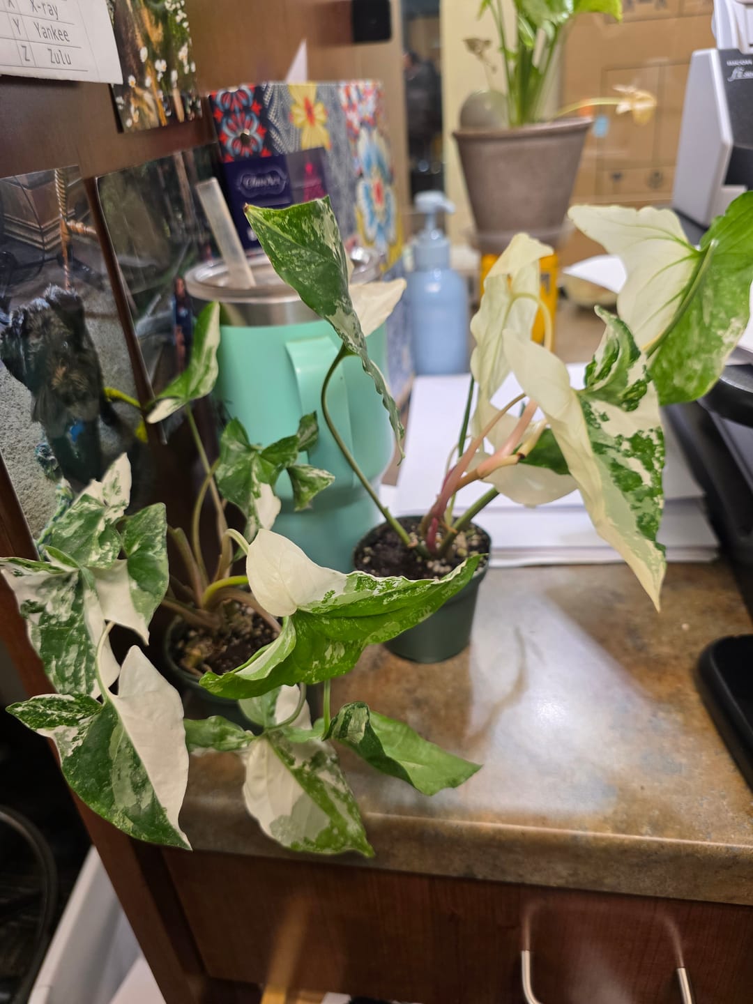 Customer photo review of Syngonium podophyllum albo variegata