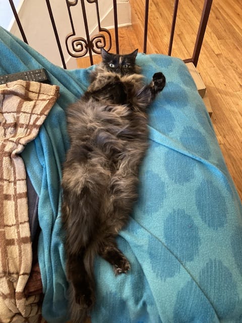 Customer photo review of 3x Blisso Advanced Cat Probiotic