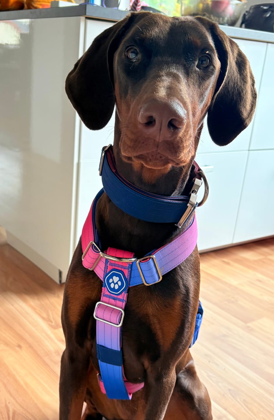 Customer photo review of Comfort Control No-Pull Dog Harness - Snow Cone