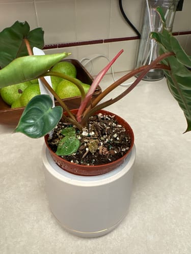 Customer photo review of Blume Light Touch