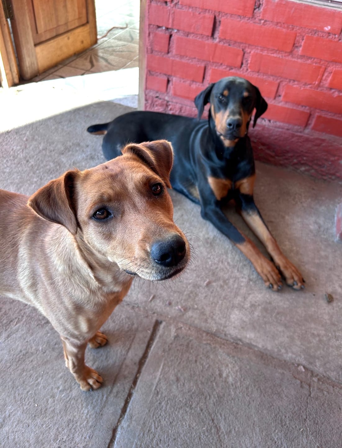 Customer photo review of PetFamily Foods Cerdo Nordico
