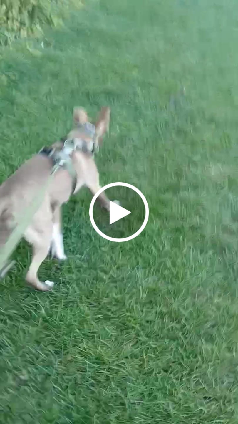 Customer video review of Anti-Pull TRI-Harness® | Training Dog Harness for All Breeds - Khaki