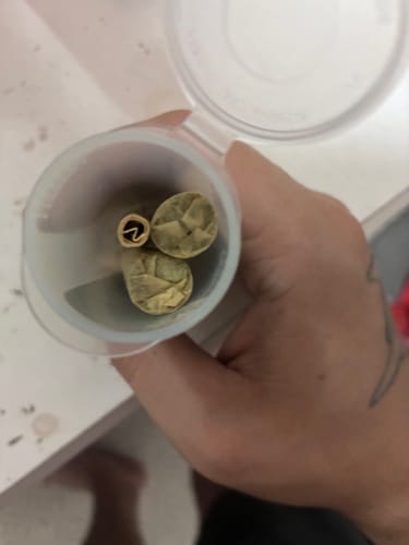 Customer photo review of Wooey Pre-Roll