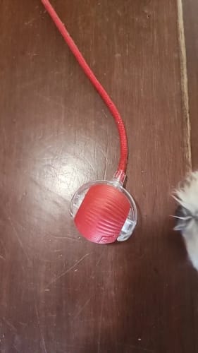 Customer photo review of Smart Interactive Rolling Ball for Small Dogs