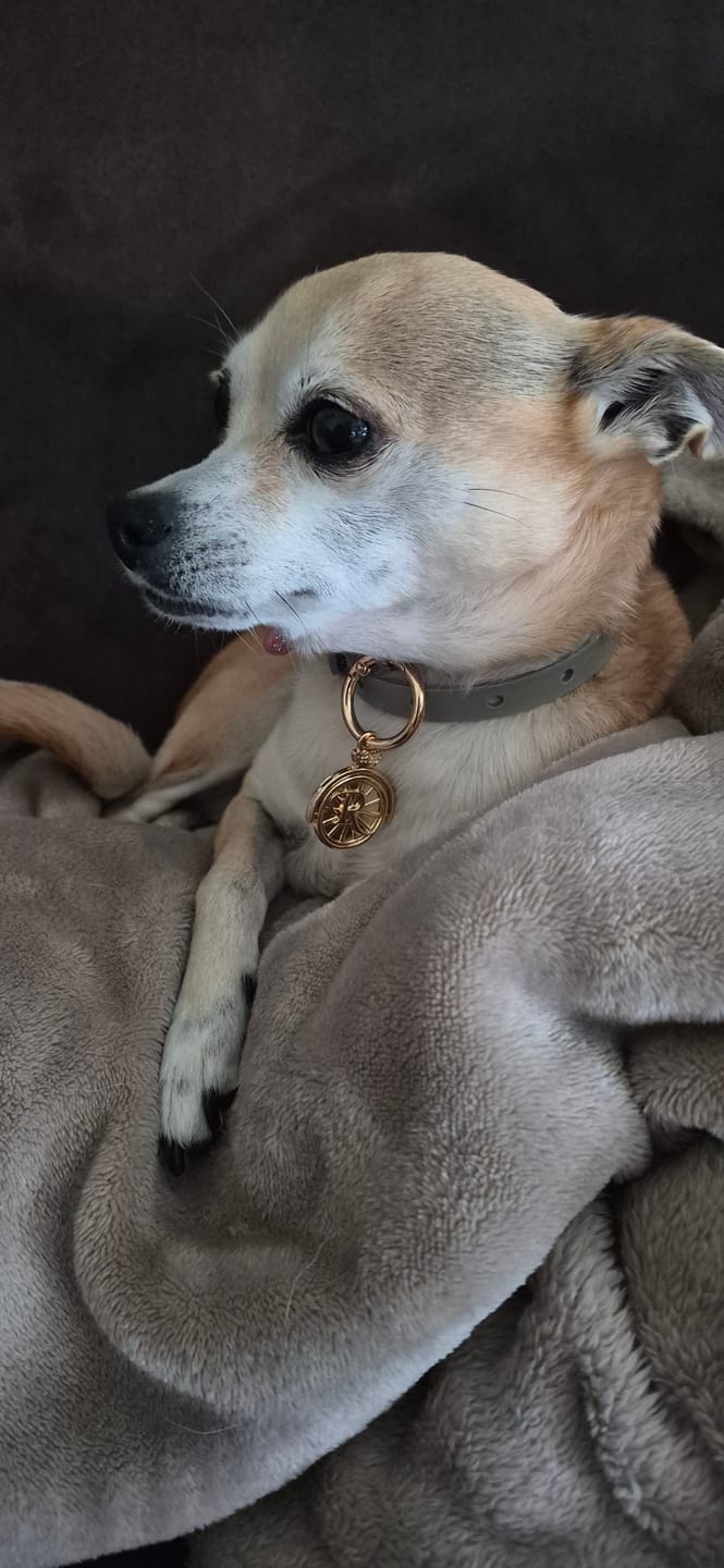 Customer photo review of ROLLEMAN® Huisdierenpenning | Vergulde Penning | Hond · Kat · Konijn