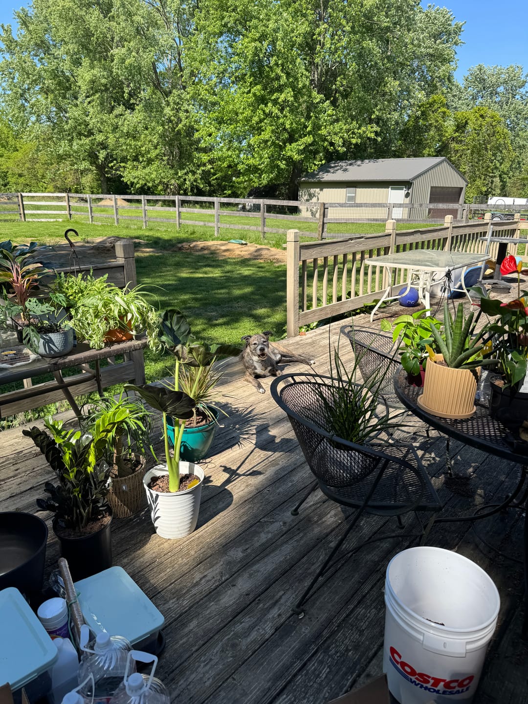 Customer photo review of Soil Refresh