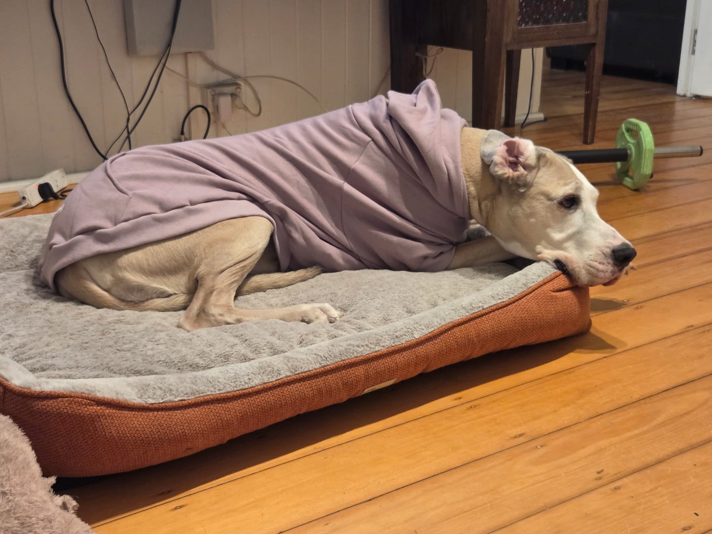 Customer photo review of Essential Dog Hoodie - Purple Taupe
