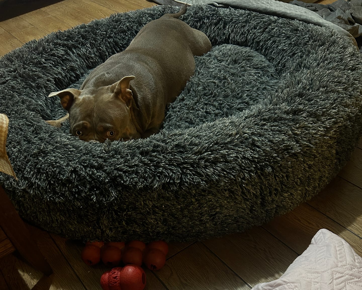 Customer photo review of Premium Calming Pet Bed with Removable Cover