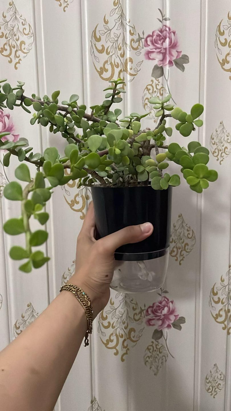 Customer photo review of Lucky Jade Plant Large Leaves