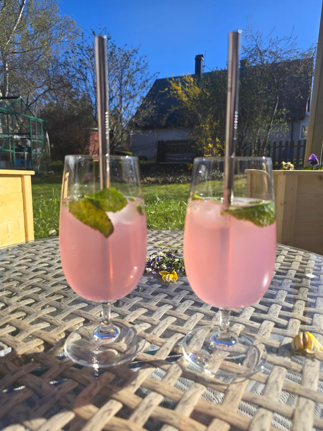 Customer photo review of Rosa Himmel 24-pack