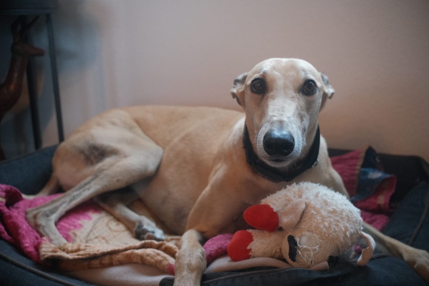 Customer photo review of FI Martingale Collar