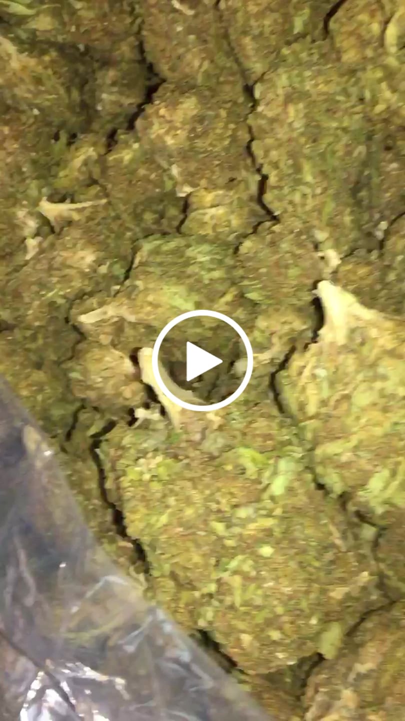 Customer video review of Butterscotch OG - Bulk - Indica