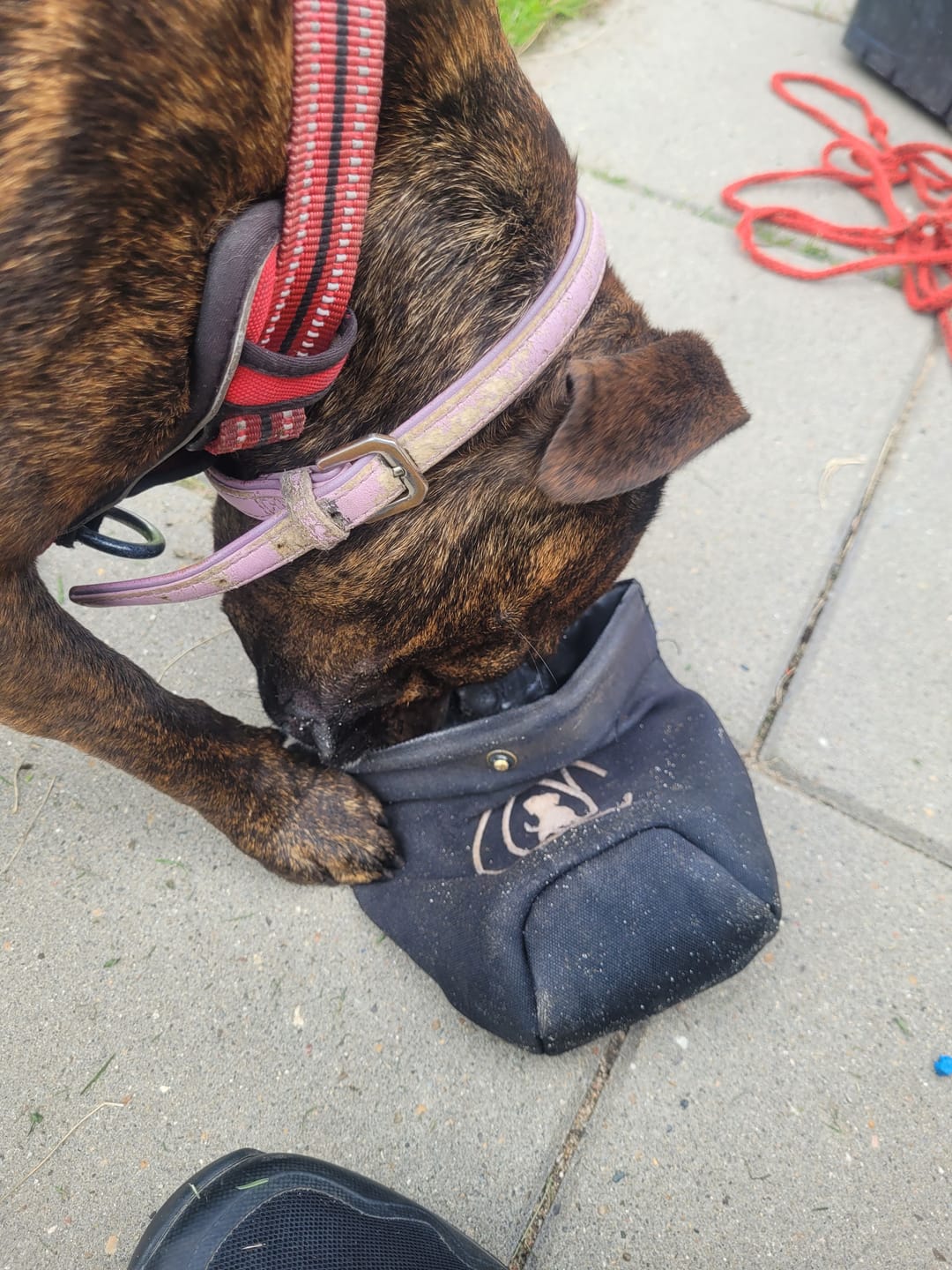 Customer photo review of DogCoach Godbidslomme | Hobby | Regular | Sort | Bali