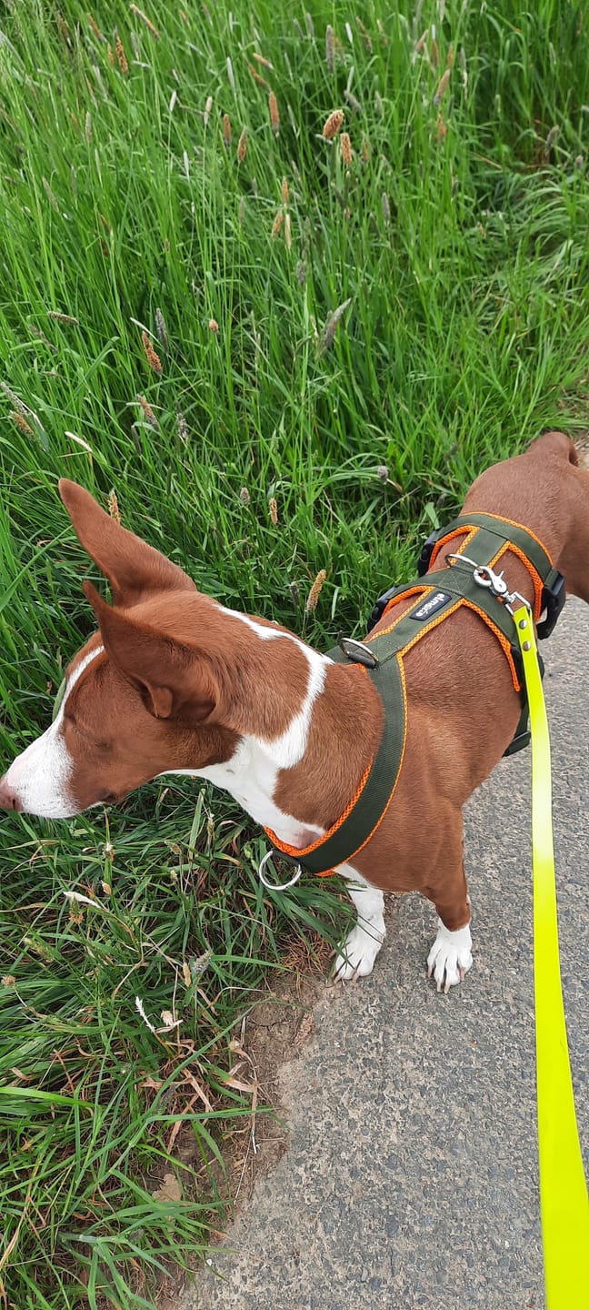 Customer photo review of Sicherheitsgeschirr FUN "Hunter O'Green"