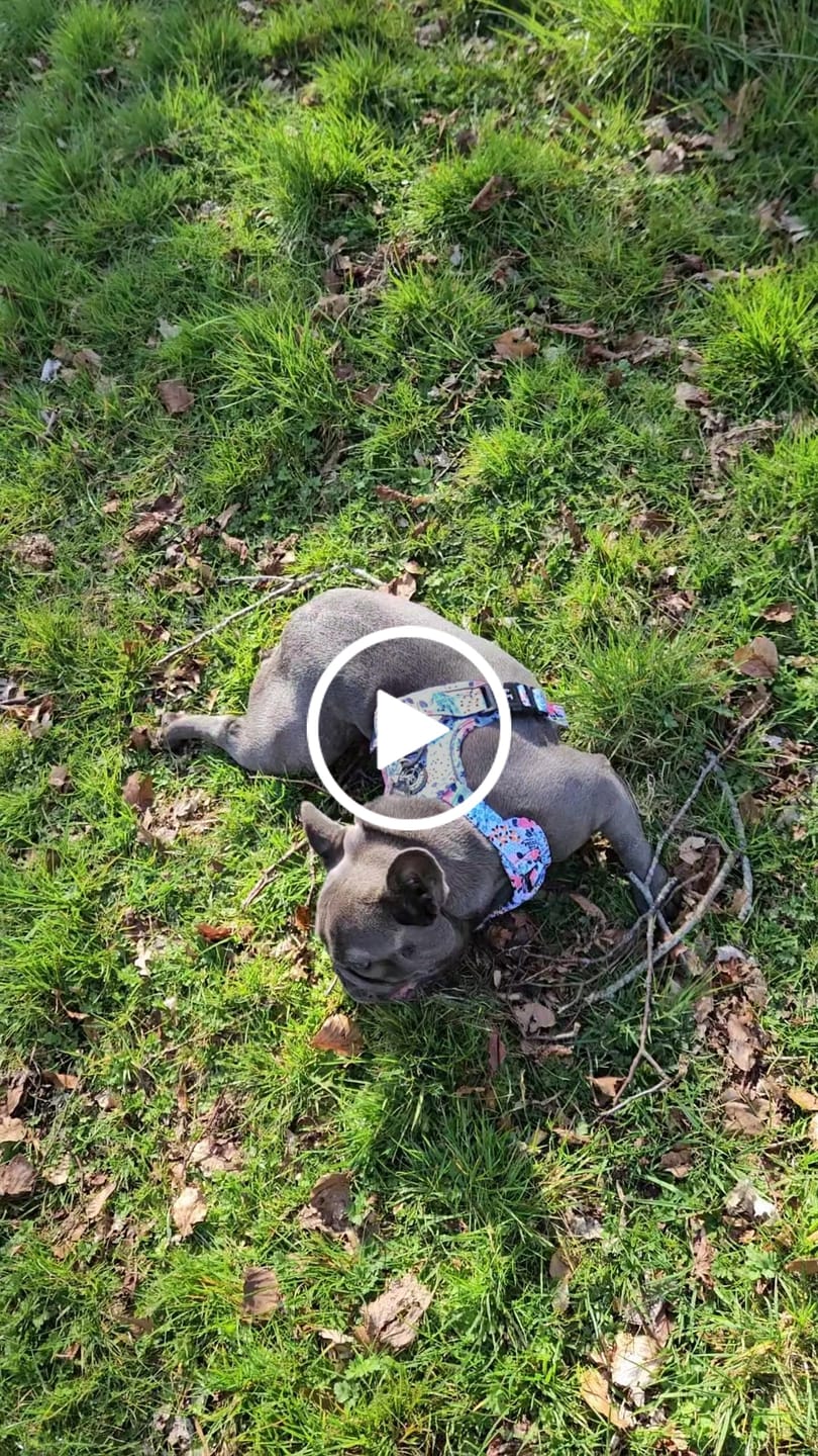 Customer video review of Front Clip Dog Harness - Spring Dreams