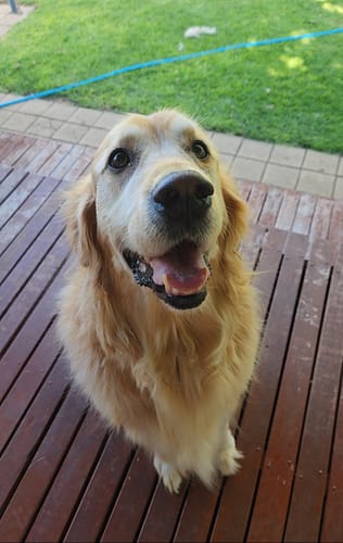 Customer photo review of LabraFur Lifestyle Kit