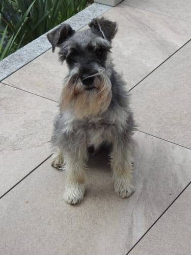 Customer photo review of Pâtées riches en volaille & aux petits pois (Chien âgé)
