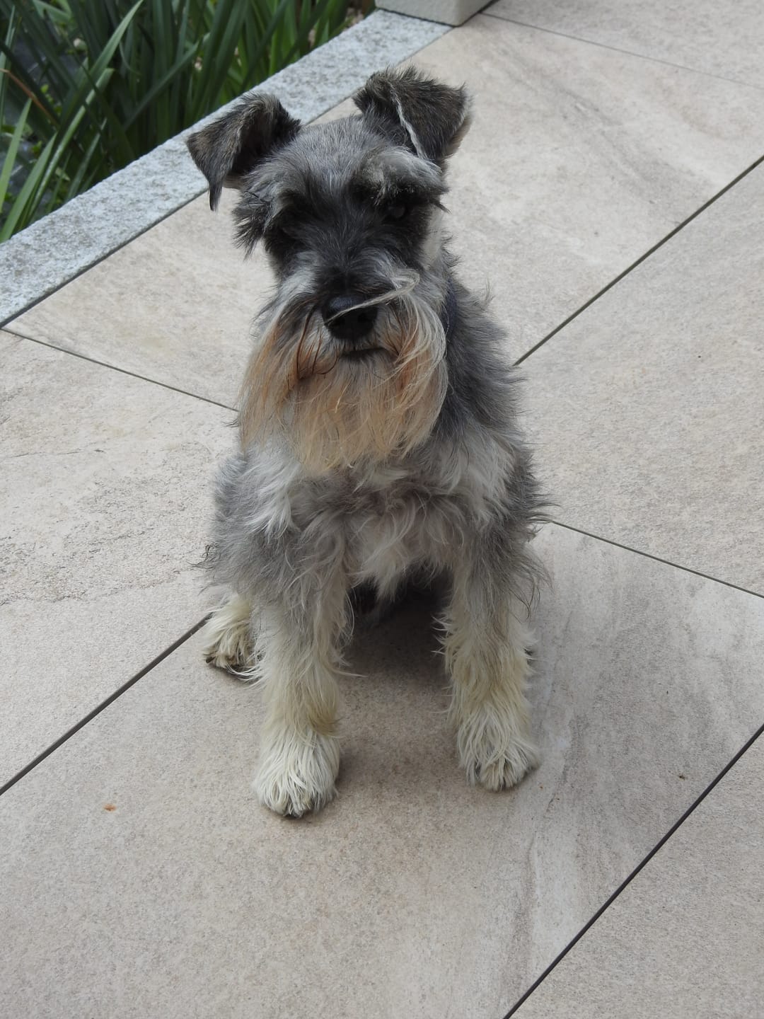 Customer photo review of Pâtées riches en volaille & aux petits pois (Chien âgé)