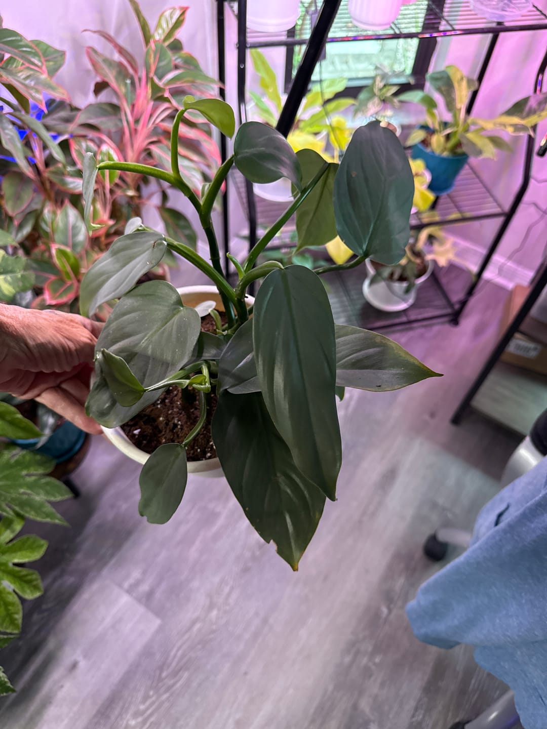 Customer photo review of Philodendron hastatum "Silver Sword"
