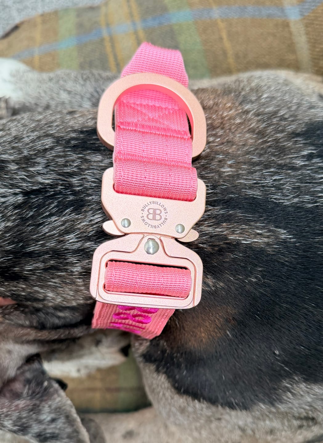 Customer photo review of 5cm Combat® Collar | With Handle & Secure Clip - Tan