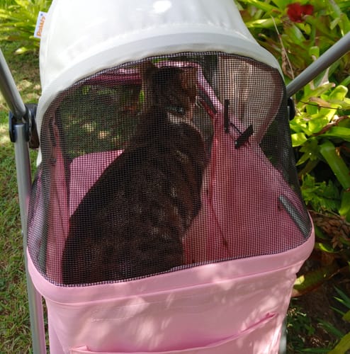 Customer's cat sits safely inside the pink pet stroller, looking out through the black mesh front.