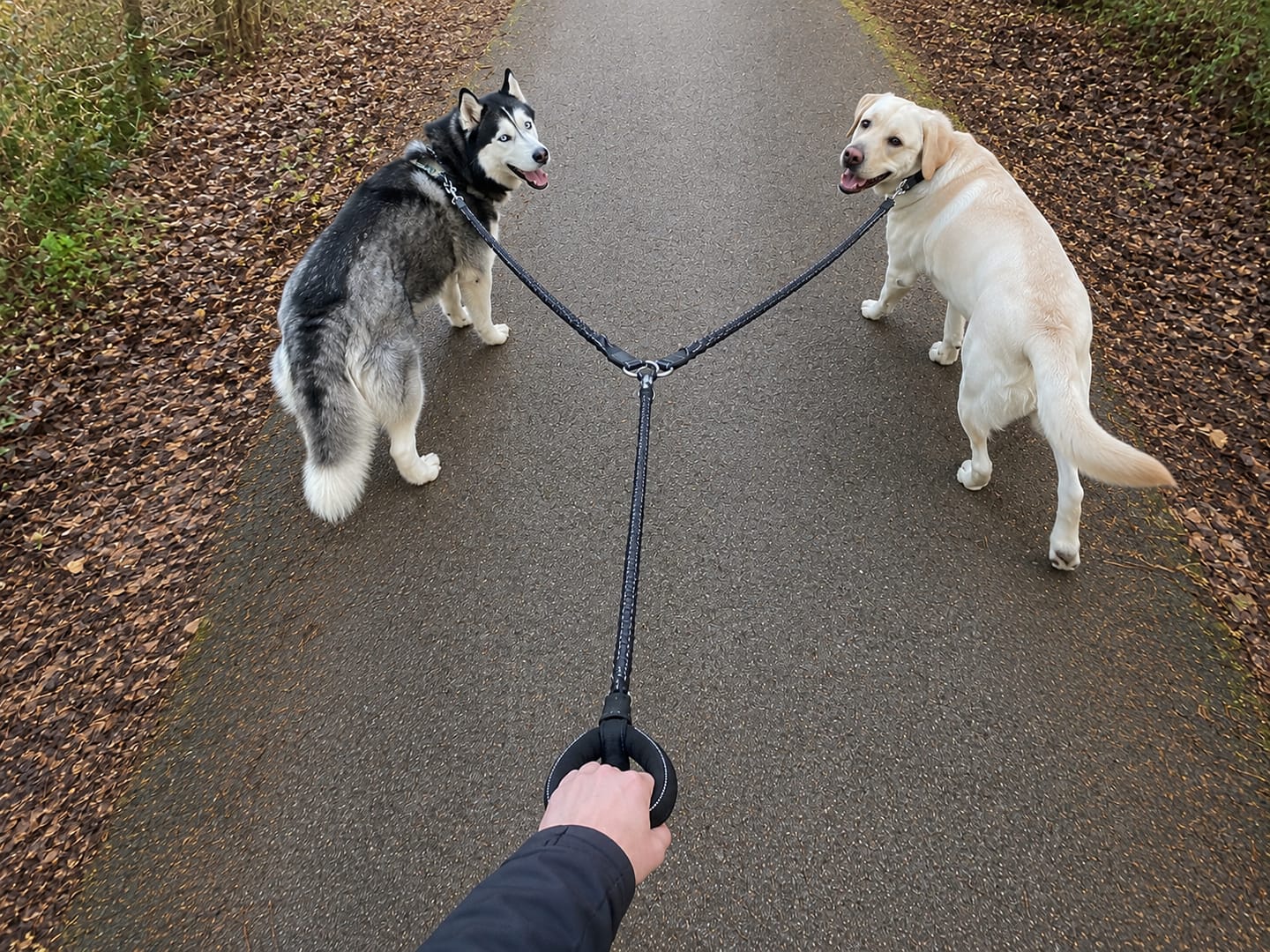Customer photo review of 2-in-1 duo Hondenlijn met 360° draaikoppeling – Klitvrij en schok dempend.