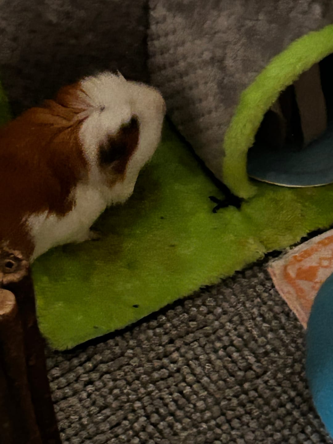 Customer photo review of 🏠 Eck-Waschanlage – Kuschelplatz für Meerschweinchen