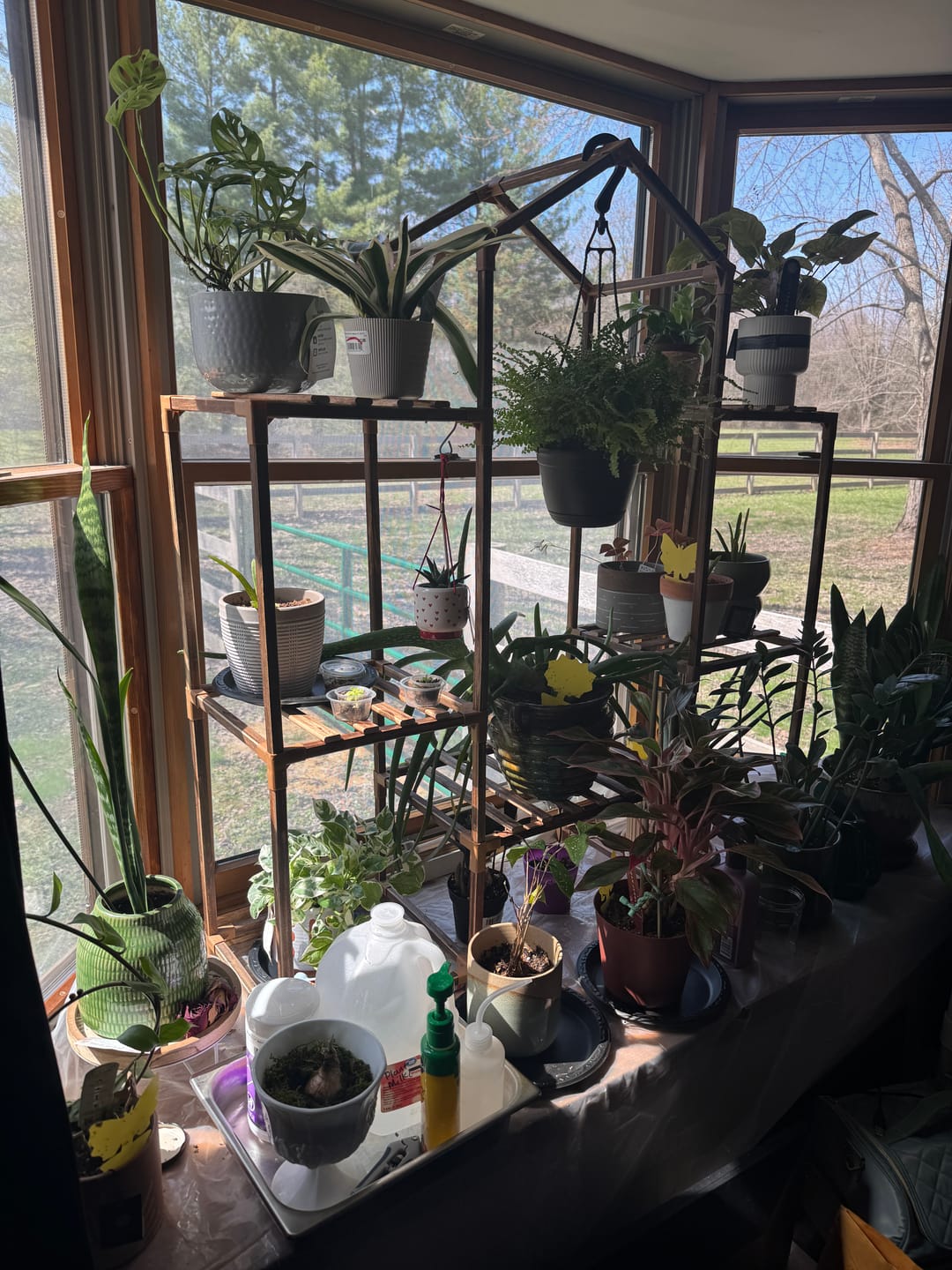 Customer photo review of Fungus Gnat Death Drops